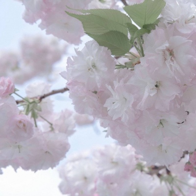 青羊福瑞交流群